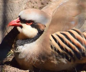 Chukar partridge at OC Zoo
